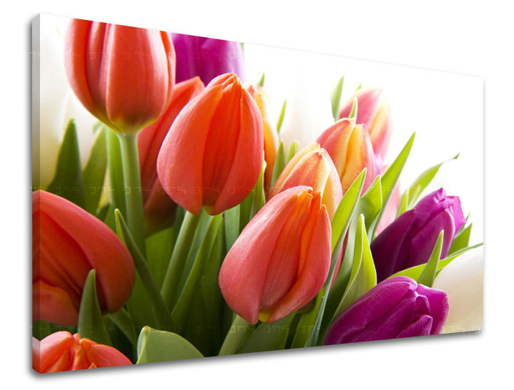 Obraz na stenu KVETY TULIPÁNY | rôzne rozmery