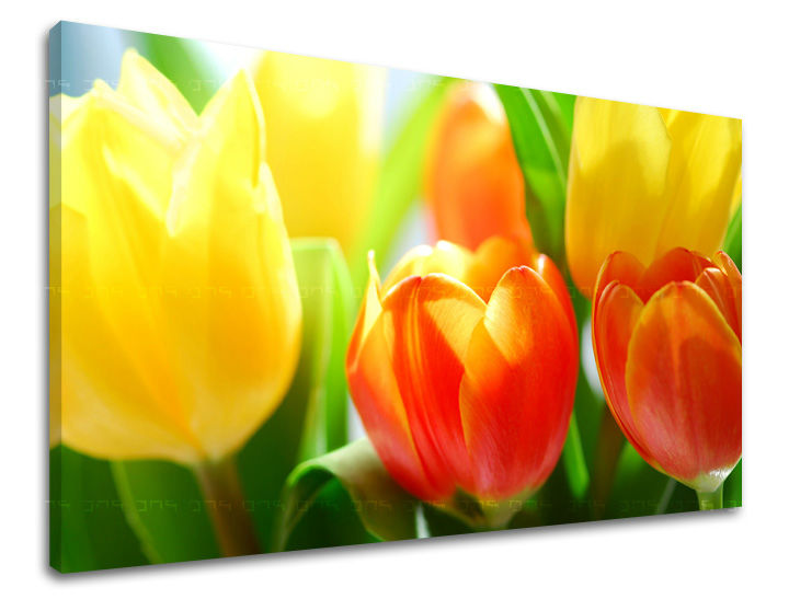 Obraz na stenu KVETY TULIPÁNY | rôzne rozmery