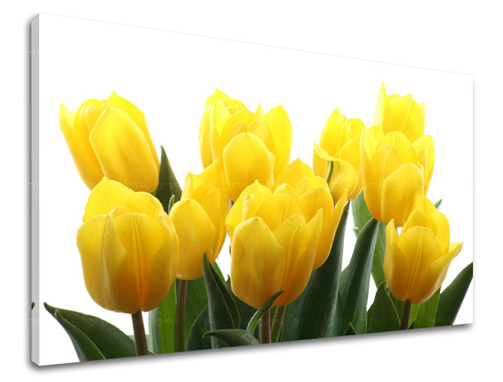 Obraz na stenu KVETY TULIPÁNY | rôzne rozmery