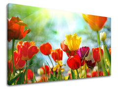 Obraz na stenu KVETY TULIPÁNY | rôzne rozmery