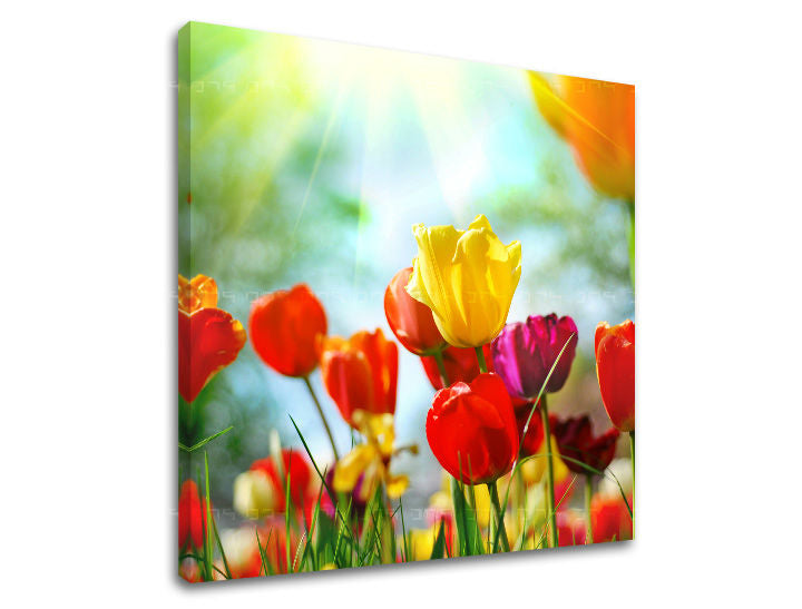 Obraz na stenu KVETY | rôzne rozmery