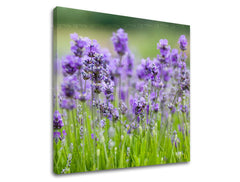 Obraz na stenu KVETY | rôzne rozmery