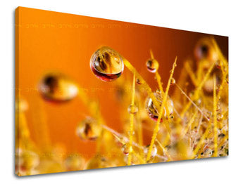 Obraz na stenu RASTLINY | rôzne rozmery