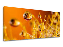 Obraz na stenu PANORÁMA RASTLINY | rôzne rozmery