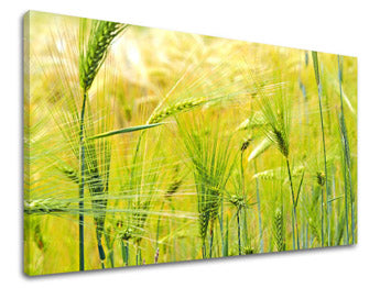 Obraz na stenu RASTLINY | rôzne rozmery