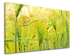 Obraz na stenu RASTLINY | rôzne rozmery