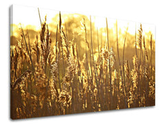 Obraz na stenu RASTLINY | rôzne rozmery