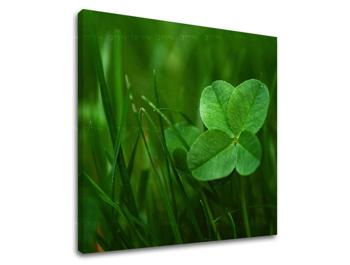 Obraz na stenu RASTLINY | rôzne rozmery