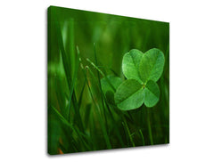 Obraz na stenu RASTLINY | rôzne rozmery