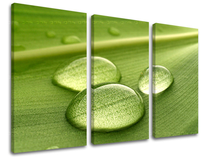 Obraz na stenu RASTLINY | rôzne rozmery