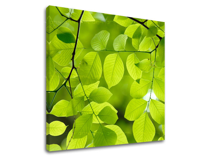 Obraz na stenu RASTLINY | rôzne rozmery