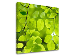 Obraz na stenu RASTLINY | rôzne rozmery