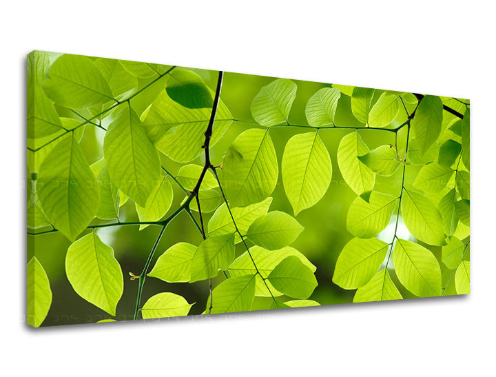 Obraz na stenu PANORÁMA RASTLINY | rôzne rozmery