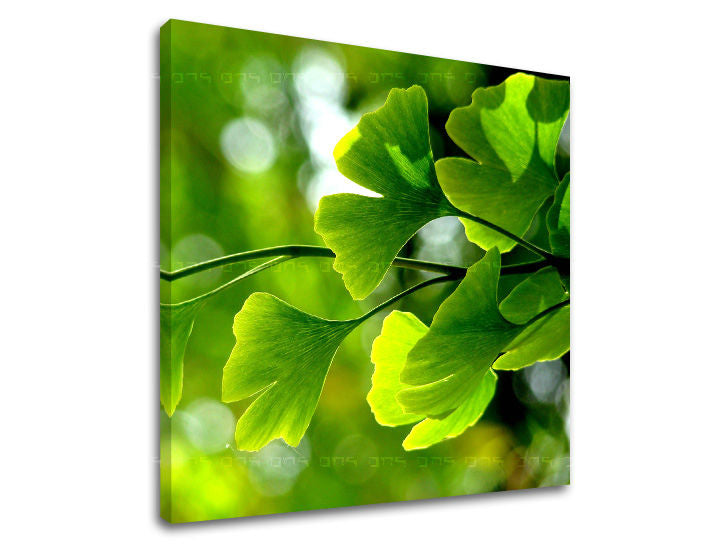 Obraz na stenu RASTLINY | rôzne rozmery