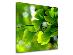 Obraz na stenu RASTLINY | rôzne rozmery