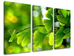 Obraz na stenu RASTLINY | rôzne rozmery