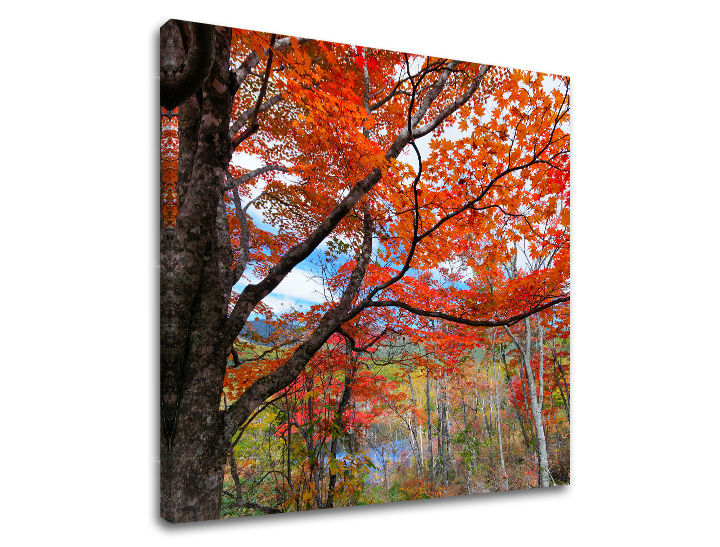 Obraz na stenu STROMY | rôzne rozmery