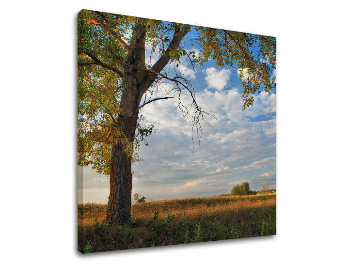 Obraz na stenu STROMY | rôzne rozmery