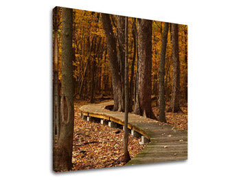 Obraz na stenu STROMY | rôzne rozmery