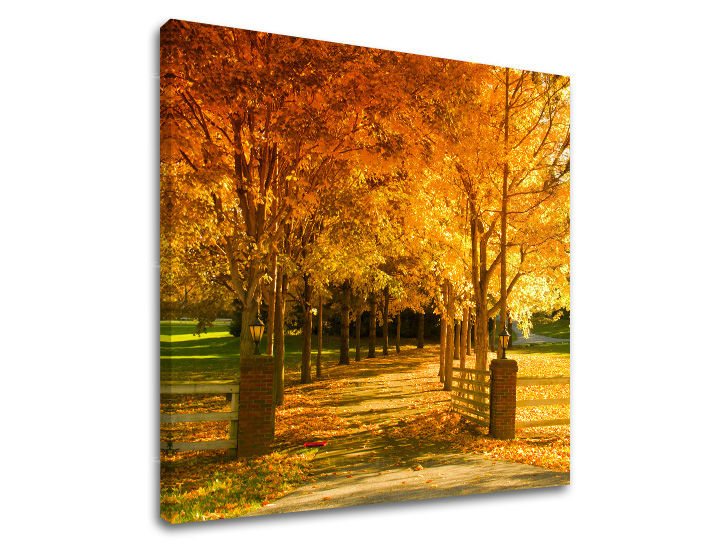 Obraz na stenu STROMY | rôzne rozmery