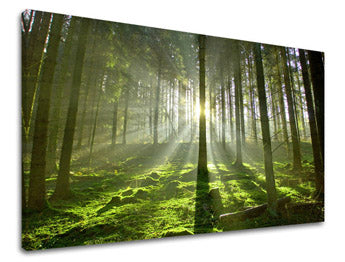 Obraz na stenu STROMY ST021E11