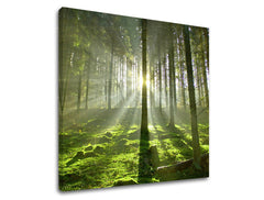 Obraz na stenu STROMY | rôzne rozmery