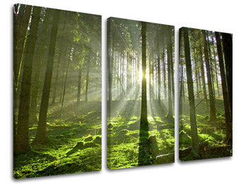 Obraz na stenu STROMY | rôzne rozmery