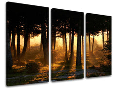 Obraz na stenu STROMY | rôzne rozmery