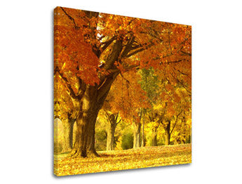 Obraz na stenu STROMY | rôzne rozmery