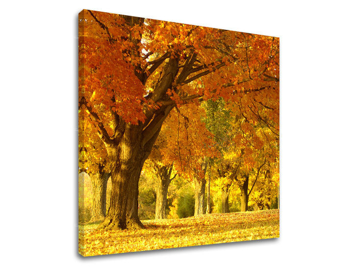 Obraz na stenu STROMY | rôzne rozmery