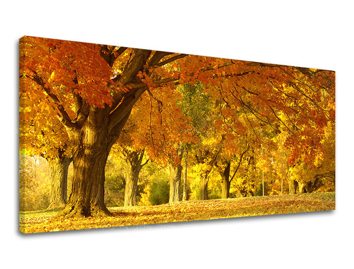 Obraz na stenu PANORÁMA STROMY | rôzne rozmery