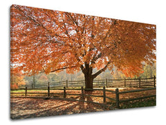 Obraz na stenu STROMY | rôzne rozmery