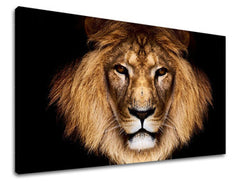 Obraz na stenu ZVIERATÁ | rôzne rozmery