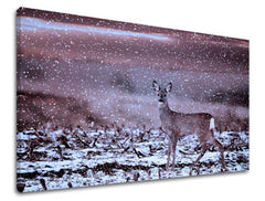 Obraz na stenu ZVIERATÁ | rôzne rozmery