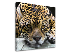 Obraz na stenu ZVIERATÁ | rôzne rozmery