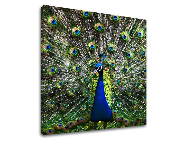 Obraz na stenu ZVIERATÁ | rôzne rozmery