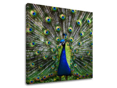 Obraz na stenu ZVIERATÁ | rôzne rozmery