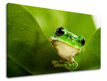 Obraz na stenu ZVIERATÁ | rôzne rozmery