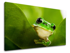 Obraz na stenu ZVIERATÁ | rôzne rozmery