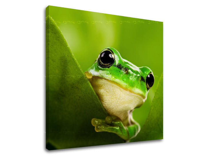 Obraz na stenu ZVIERATÁ | rôzne rozmery