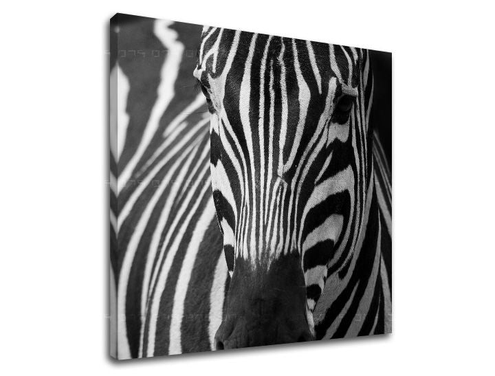 Obraz na stenu ZVIERATÁ | rôzne rozmery